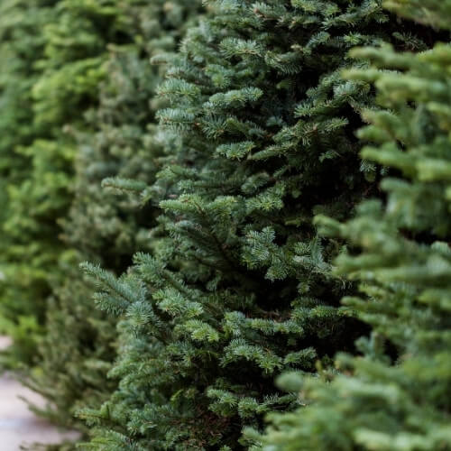 Alberi di Natale